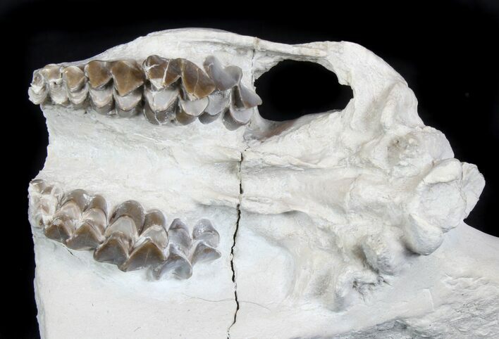 Oreodont (Merycoidodon) Partial Skull - South Dakota #78128
